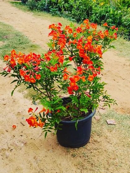 The Tecoma 'Dwarf Orange' is a fantastic compact shrub that is covered in these trumpet-shaped orange flowers. It's great for pots or low hedges.