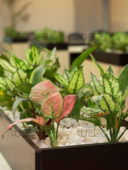 The details matter. This close-up shows a custom desk planter filled with a mix of Aglaonema and Caladium plants, chosen for their varied colors and textures. We use coco peat and white pebbles for a clean finish that also helps with moisture retention.