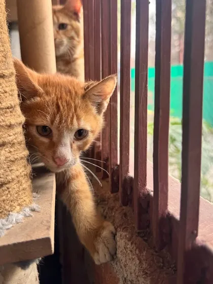 Peeking out to say hello. This ginger kitten is the more adventurous of the two brothers and loves to explore every nook and cranny.