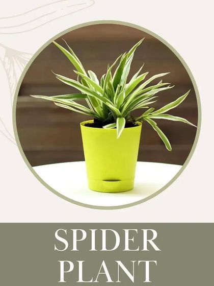 The Spider Plant is a classic for a reason. It's easy to care for, a great air purifier, and most importantly, it's non-toxic, making it a safe and wonderful addition to a home with pets.