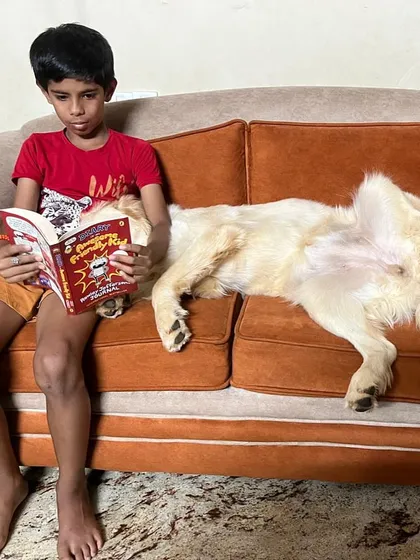 This is why I do what I do. Pepper, a graduate of my Board & Train program, relaxing peacefully with her young human. The family's goal was a calm companion who could be gentle with their child. My training programs are always personalized to your family's lifestyle, helping you raise the dog you've always dreamed of.