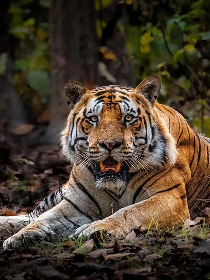 This is T46, a dominant male from Kanha National Park. The goal of this portrait was to convey his sheer power and presence, showcasing the robust health of the tiger population in one of India's premier reserves.