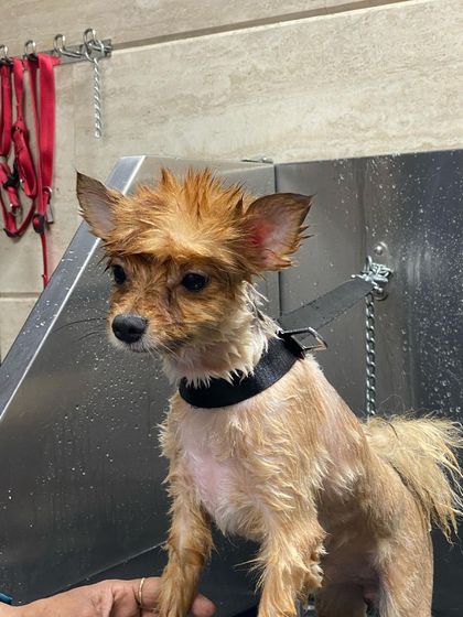 This little one is looking a bit punk rock with wet hair. The next step is a warm and gentle blow-dry.