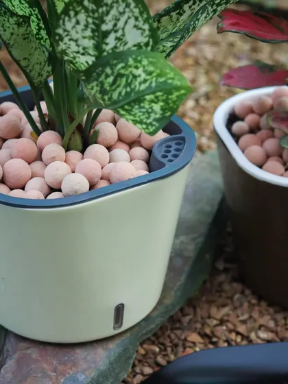 A close-up of the top of my self-watering planter design. You can see the inner pot that holds the plant and soil, with clay pebbles on top for a neat finish and moisture retention.
