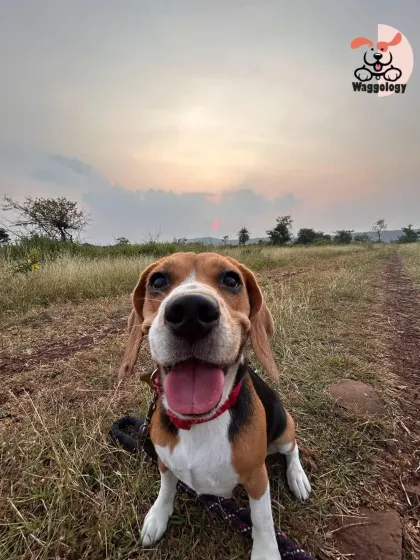 The pure happiness on this Beagle's face during an outdoor adventure says it all. My goal is to create safe, stimulating experiences where every dog can feel this joyful, confident, and engaged.