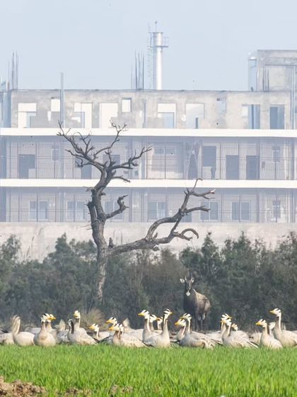 Bar-headed geese and a Bluebull (Nilgai) graze near an encroaching building, a visual representation of the constant threat to our city's wetlands.