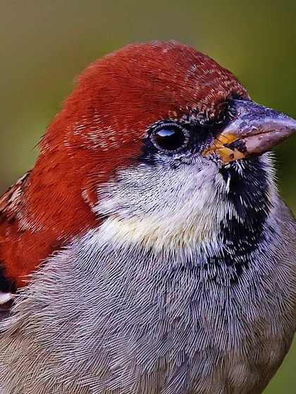 A close-up of a Russet Sparrow. The rich, rusty color of its cap and the intricate black and white pattern of its bib are captured in perfect detail.