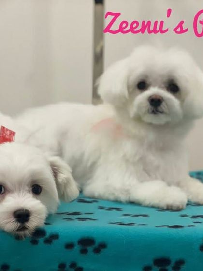 Zeenu's Pet Spa - Dog Grooming & Spa We Love All Breeds photo 22