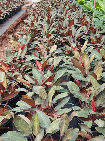 Young Philodendron plants with reddish new leaves, showing the variety of colors available within this popular genus.