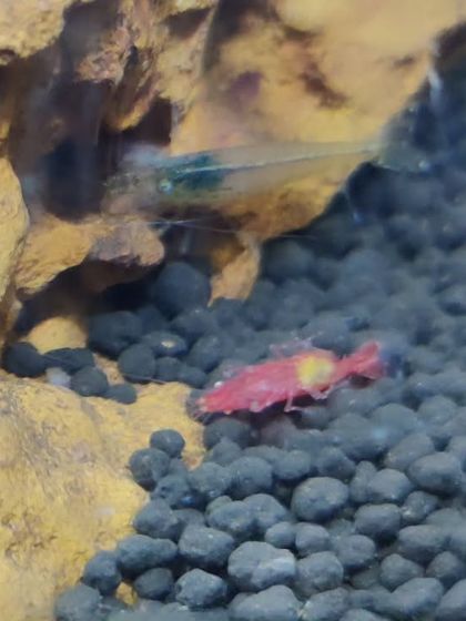 The Earth School - Montessori Primary & Elementary Program Hands-On Science & Nature Study photo 32