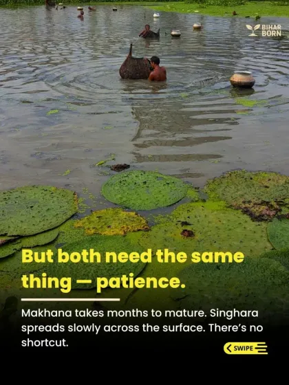 The process of growing and harvesting makhana requires immense patience. It takes months to mature, and there are no shortcuts, only the wisdom of experience.