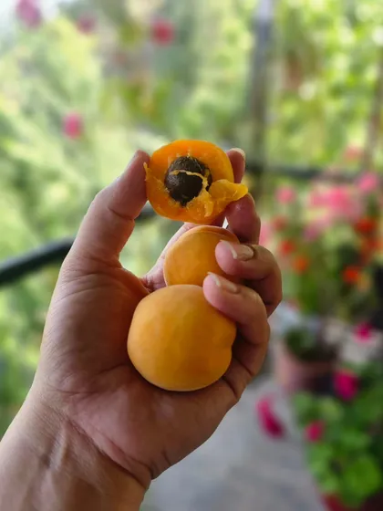 The sweetest, juiciest apricots, which we call Sahiba locally, plucked fresh from the tree. This is the simple pleasure of farm life, eating organic, pesticide-free fruit right after my morning practice.