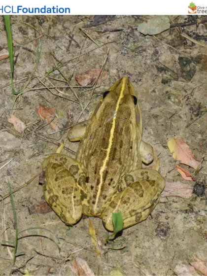 An Indian Bullfrog, a sign of a healthy amphibian population, is seen on the forest floor. Frogs are sensitive to pollution, so their presence is a strong testament to the clean and natural state of our sites.
