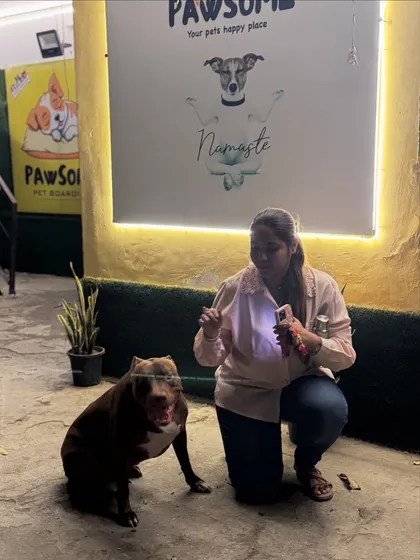 This 'pookie' Pitbull is getting some love from her mom. It's great to see responsible owners of strong breeds.