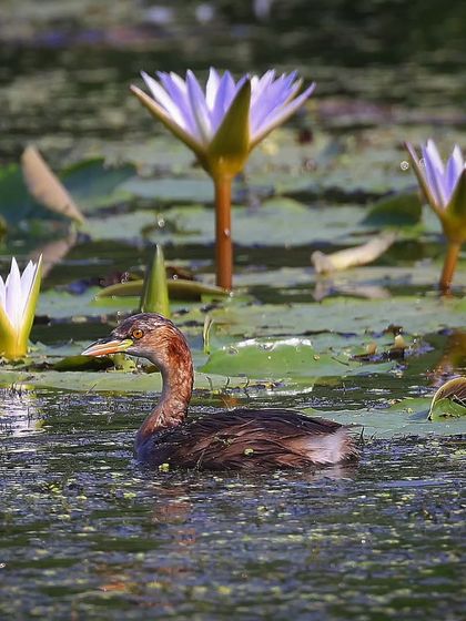 Waders, Ducks & Waterbirds photo 61