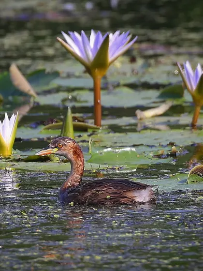 A Little Grebe swimming among water lilies in India. Often mistaken for ducks, these birds are excellent divers and can be found in wetlands across much of the Old World.