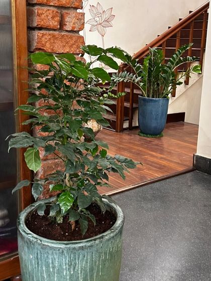 Make My Garden - Nursery & Gardening Store (Retail) Indoor & Air Purifying Plants photo 35