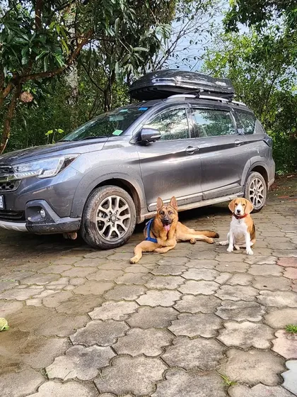 Our two road-trip veterans, Jiraiya and Jeannie, taking a well-deserved break. Having a comfortable and spacious car is essential for keeping them happy on long journeys.