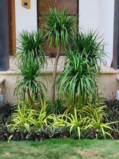 A close-up of a layered planting design at a residence entrance, using Dracaena plants for height and colorful ground cover for texture.