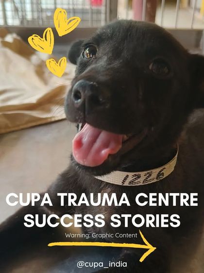Cupa - Emergency Animal Rescue & Treatment Our Impact in Numbers photo 16