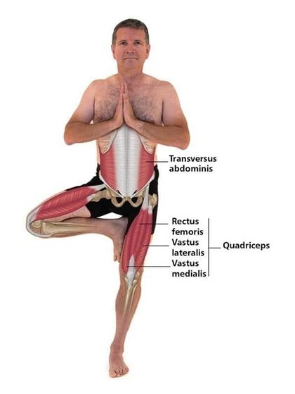 This anatomical view of Tree Pose shows how it engages the quadriceps and transversus abdominis to maintain balance and stability.