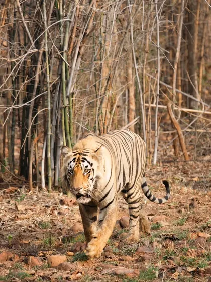 Here, a tigress patrols her territory against the dense bamboo backdrop characteristic of Tadoba. Capturing these natural behaviors requires understanding the animal's routine, a key focus of my wildlife photography workshops.
