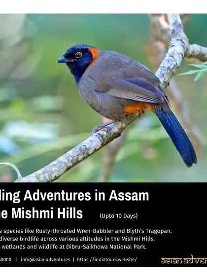 A Rusty-throated Wren-Babbler, a prized sighting for any birder, is featured on our Assam & Mishmi Hills tour poster. We specialize in expeditions to remote areas to find such rare and elusive species.