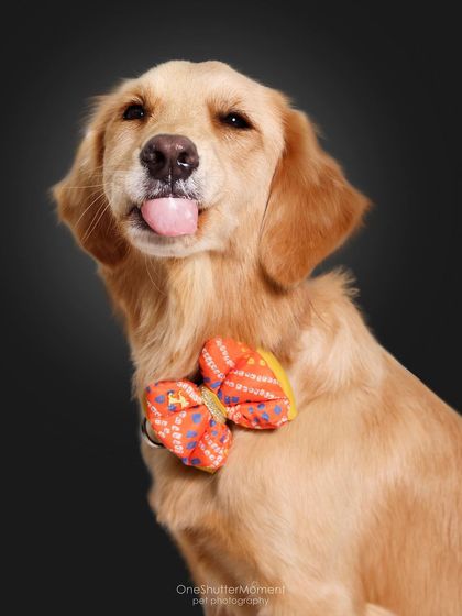 Priyanka - Family & Pet Photography Classic Studio Portraits photo 5