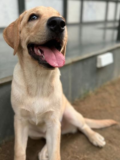 Coco looking up with pure joy. We love you, baby girl.