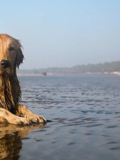 Sniff Stories - Pet Videography Paws, Splashes, and Muddy Noses photo 24