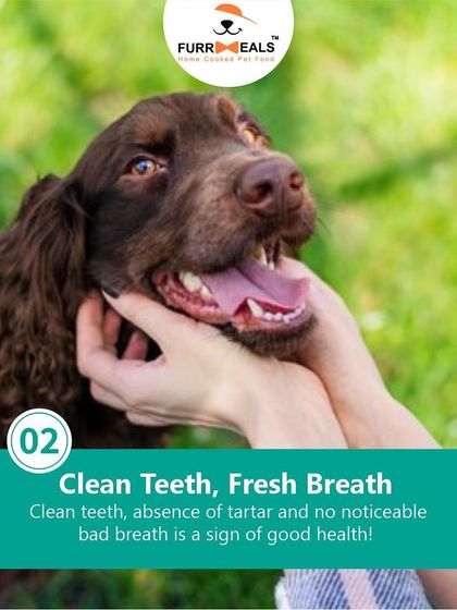 How can you tell if your dog is in good health? This guide covers the five key signs, from a soft, shiny coat and clean teeth to being active and engaged.