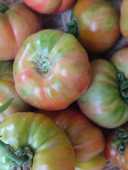 A close-up of heirloom tomatoes, with their unique green and red marbled skin.