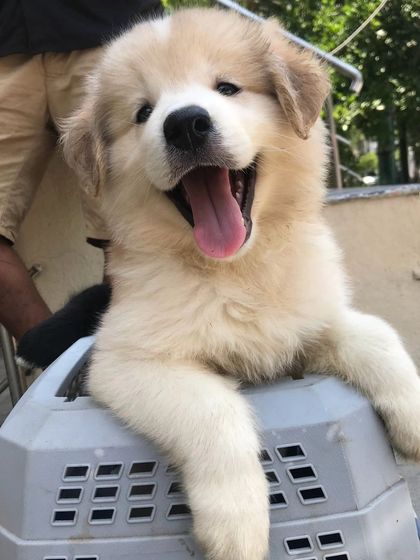 Mini Golu, a Himalayan Shepherd puppy, on his way to the boarding.