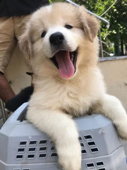 Golu as a young pup, happy and confident in his travel crate. Crate training is an essential skill that gives your dog a safe space of their own.