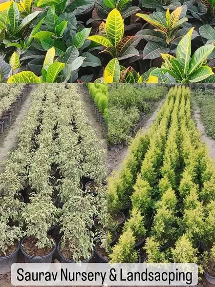 This collage shows the variety of foliage I offer. It includes the colorful Croton, the variegated Ficus Starlight, and the conical Golden Cypress, giving you many options for texture and color in your indoor or outdoor garden.