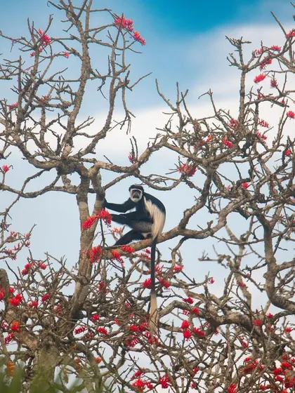 A black-and-white colobus monkey perched among the bright red flowers of a coral tree in Uganda. The striking contrast of the monkey against the vibrant blossoms creates a visually stunning scene.