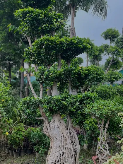 Look at the intricate root structure and shape of this large Ficus topiary. This is not something you can buy off a shelf; it's a piece of living art that brings a unique character to your garden.