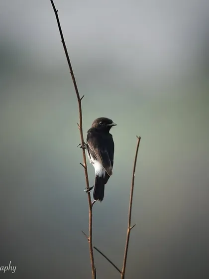 A silhouette of a Pied Bushchat against the soft light of dusk. Sometimes, a simple silhouette can be more powerful than a detailed portrait.