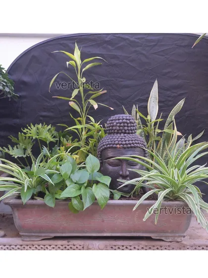 We create beautiful, harmonious plant arrangements for a touch of zen. This composition combines several plant varieties like Spider Plant, Snake Plant, and Lucky Bamboo around a Buddha statue in a single planter, symbolizing peace and unity.