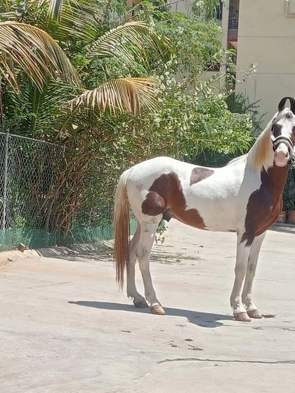 Our new stallion standing proudly. We select our horses for their temperament, strength, and beauty.