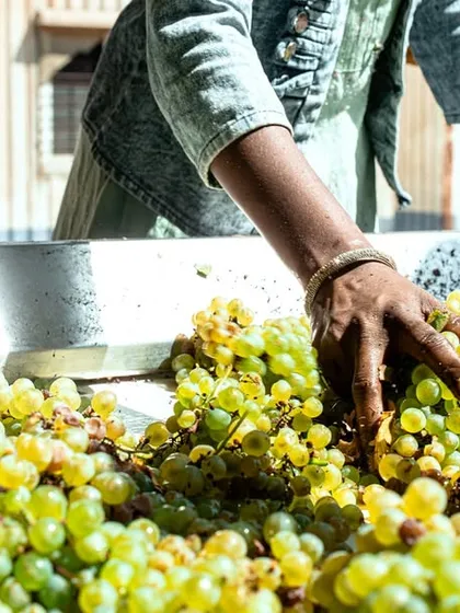 Here, our team is carefully hand-sorting white wine grapes under the bright sun. This step ensures that only the best fruit, free of any imperfections, proceeds to the next stage of the winemaking journey.