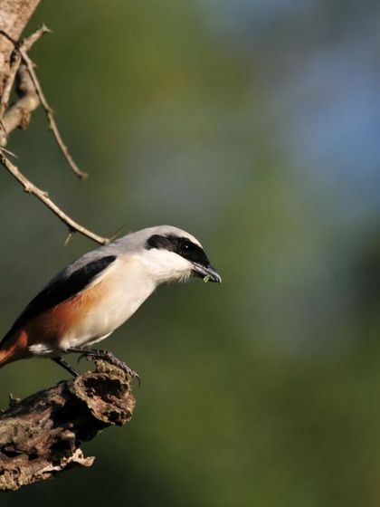 Discovery Village Resorts - Corporate & Group Outings Relaxed Pursuits & Nature Connection photo 17