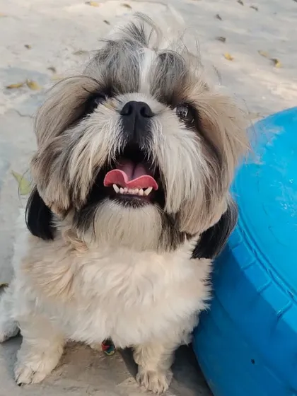 A dog's smile is the best smile of all, and this little Shih Tzu's happy face is proof.