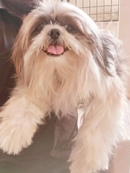 A happy face before the haircut. I love seeing the personality of each dog I work with.