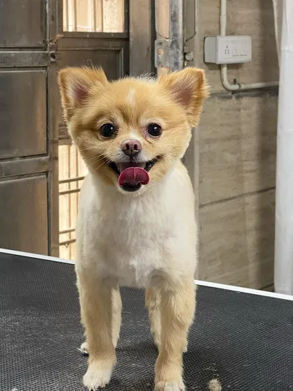 Vodka the Chihuahua is looking sharp with a neat trim and a happy tongue-out smile.