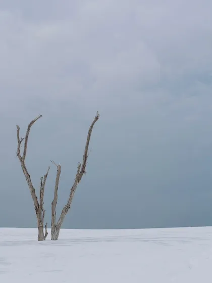 A stark and beautiful black and white landscape, where a lone, weathered tree stands in a minimalist white desert, creating a powerful and artistic scene.