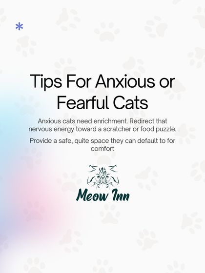 Meow Inn - Cat Adoption Services New Parent Toolkit photo 9