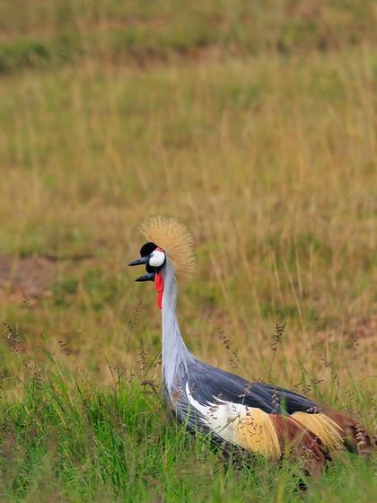 A Grey Crowned Crane calling out in the tall grass. Their calls are a distinctive sound of the African wetlands.