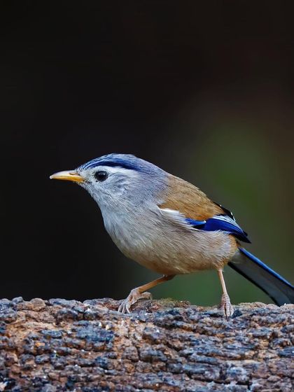 A Blue-winged Minla is perched on a thick, textured log. The dark, clean background makes the bird's subtle blue and brown colors stand out.