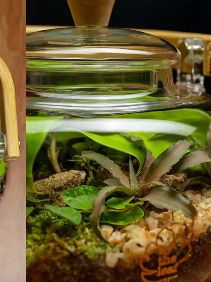 A detailed close-up of the plants inside the glass teapot terrarium. This shot highlights the textures and colors of the miniature tropical world I've created.